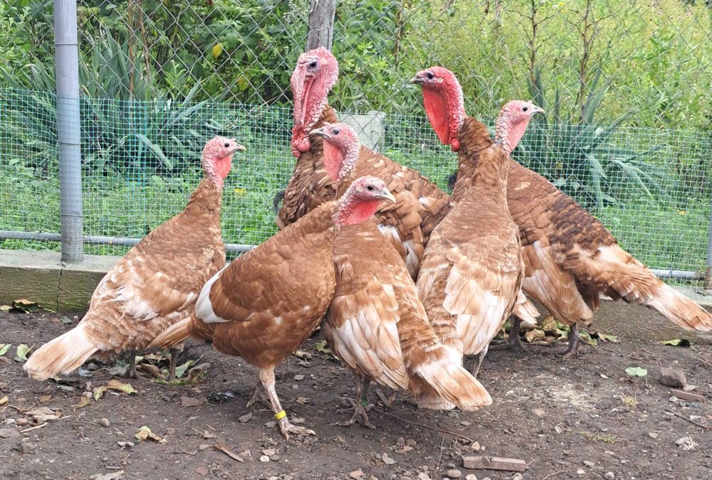 Сім'я індиків - червоний бурбон.