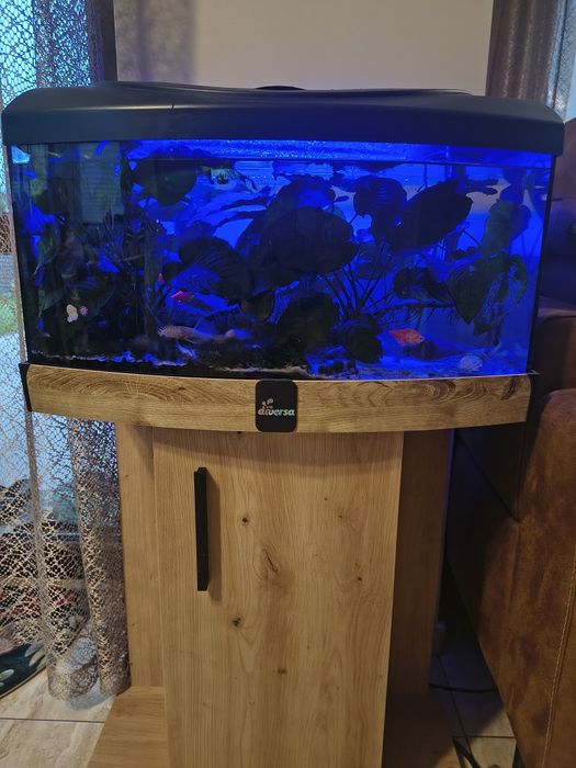 Akwarium 35l z szawką i rybkami