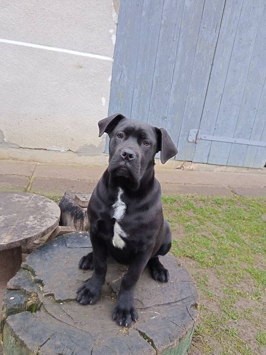 Кане корсо дівчинка