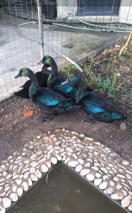 Ovos pato cayuga