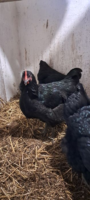 Півень півник джерсійський гігант