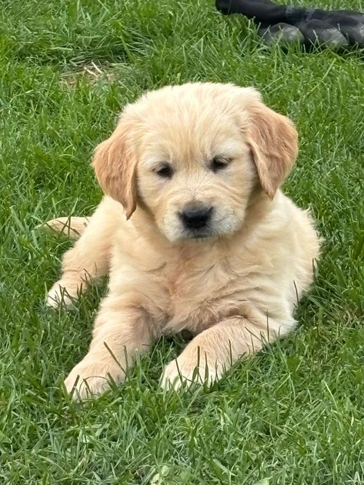 Pieski Golden Retriever