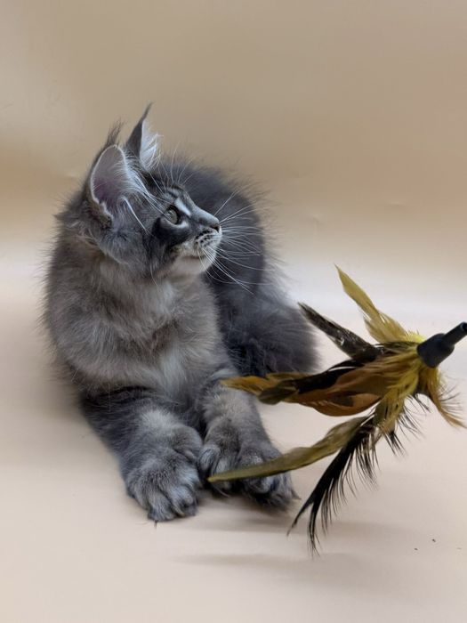 Мейн кун девочка полидактильная