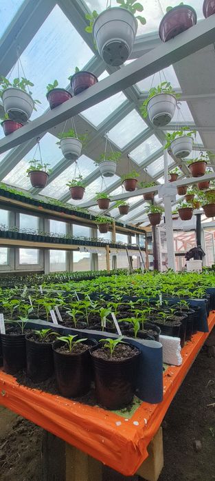 Sadzonki warzyw i kwiatów