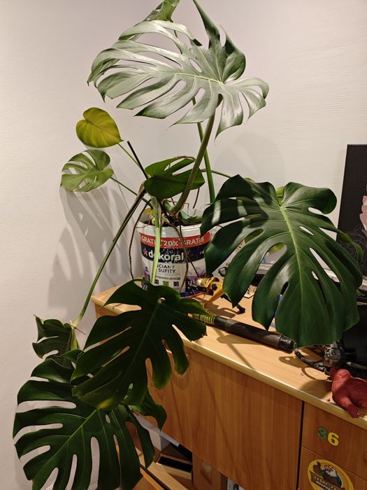 Monstera Deliciosa