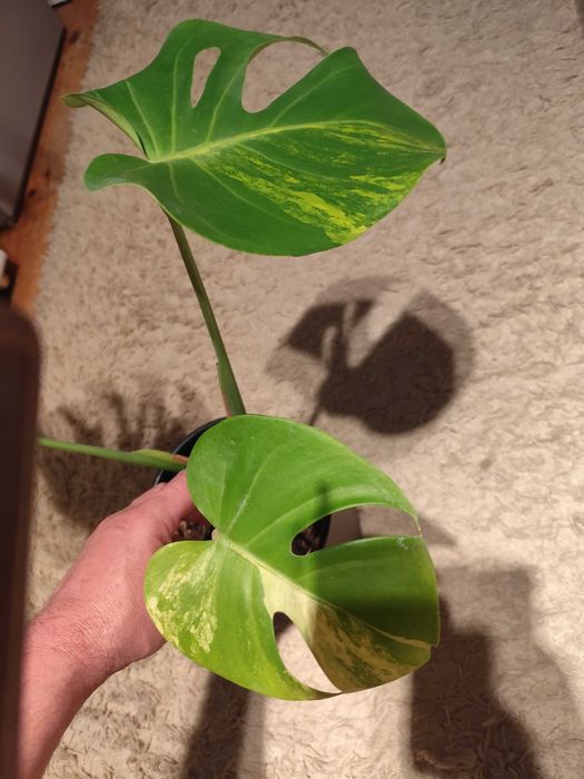 Monstera marmorata