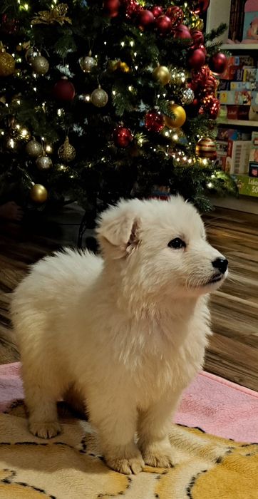 Biały Owczarek szwajcarski długowłosy  - piesek