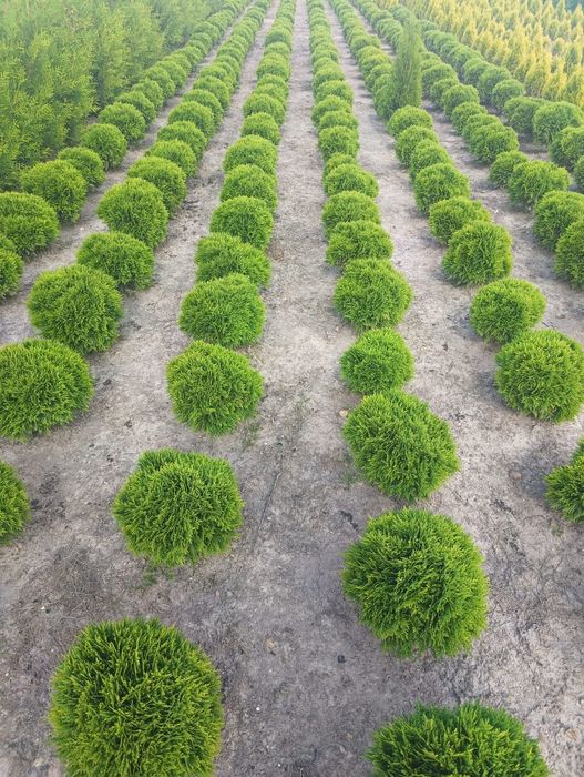 Sprzedam Thuje occ Brabant 200- 220cm