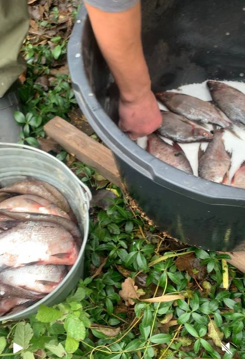 Тарань (густера)