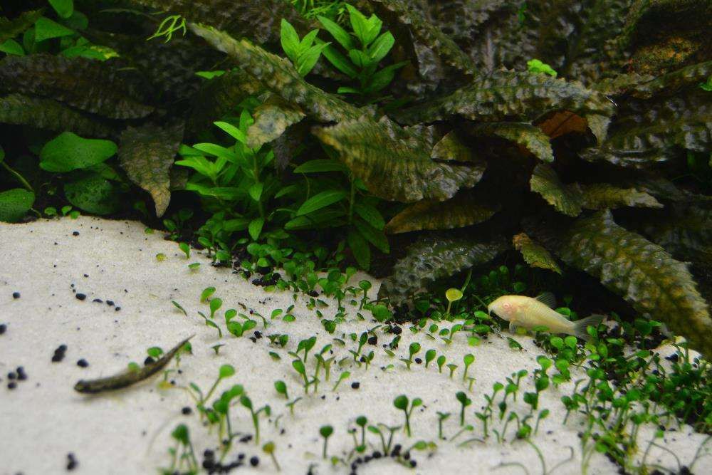 Vendo plantas para aquário