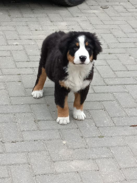 Berneński pies pasterski