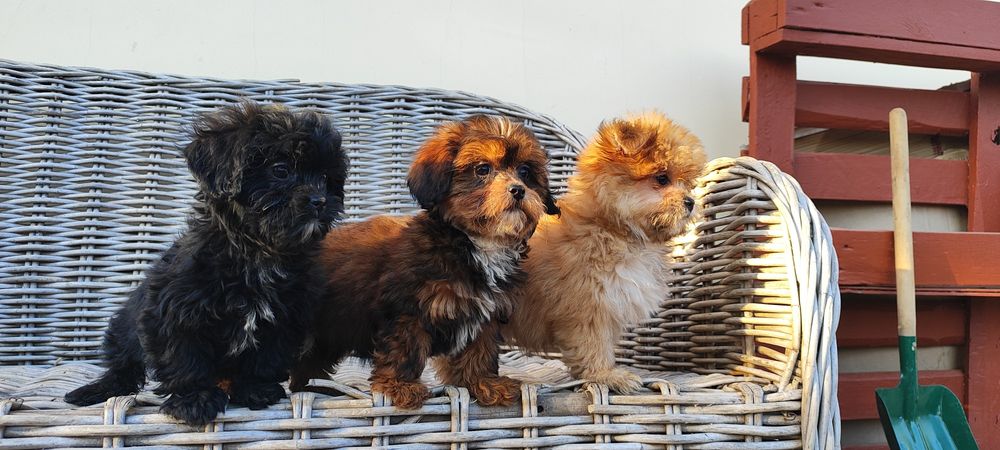 Urocze Unikatowe Maltipoo z Rodowodem OSPiK• GOTOWE DO ODBIORU •