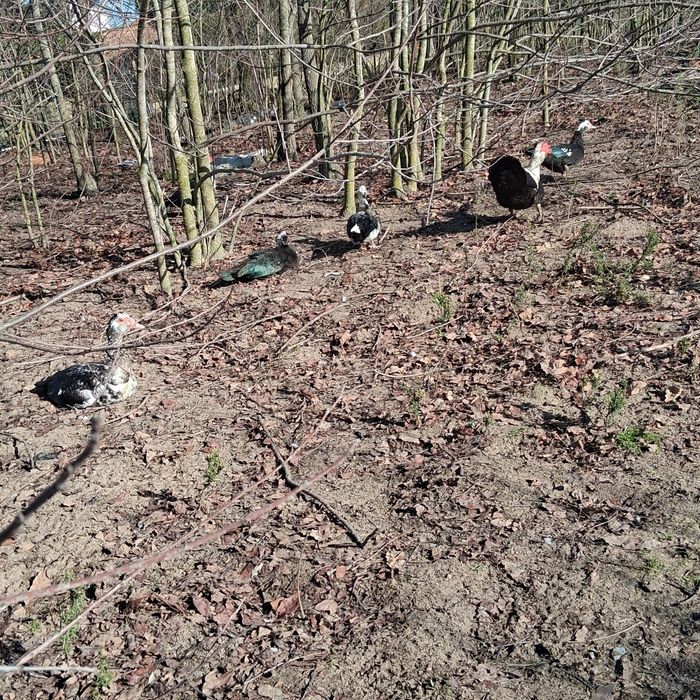 Para cenda patos mudos