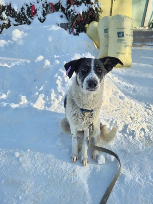 Собака Ніка, безкоштовно в добрі руки