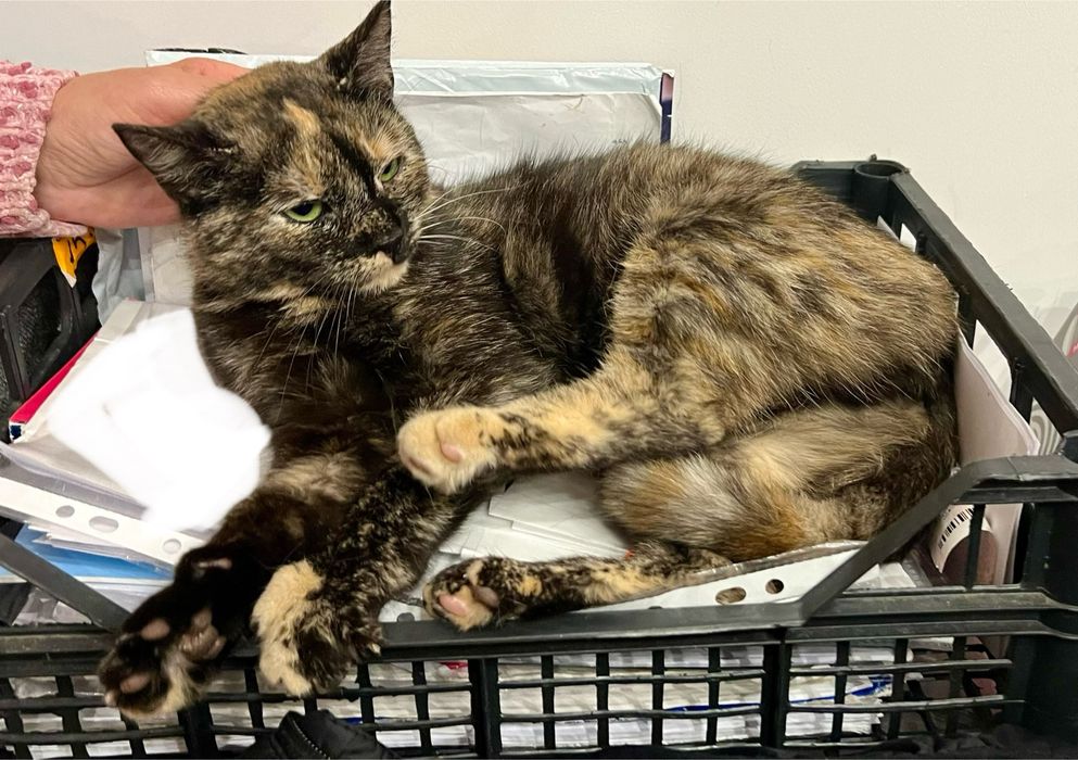 Lira, 8-miesięczna kotka, czeka na serce, które ją pokocha.