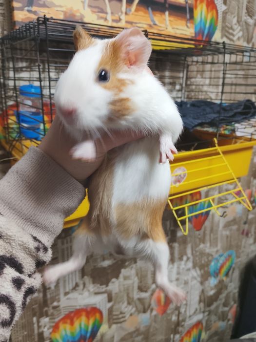 Продам морських свинок