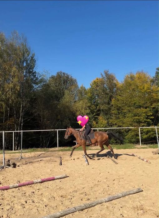Klacz 4 lata, 160 cm sprzedam/zamienie