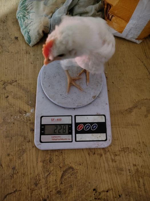 Продаж місячних півників.