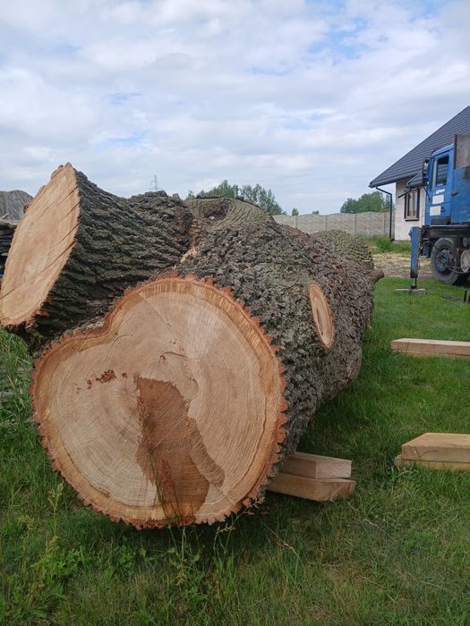 Sprzedam pień dębu