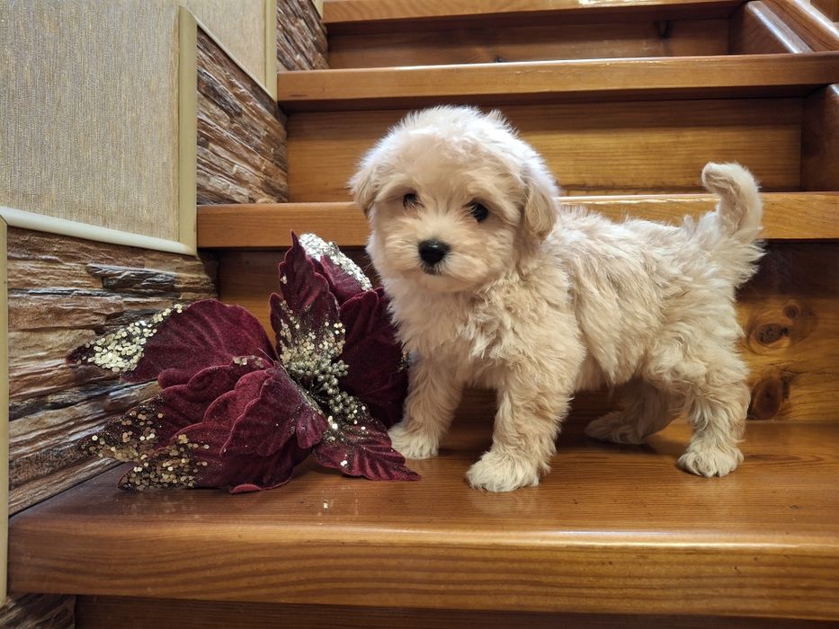 Мини малыш Мальтипу!