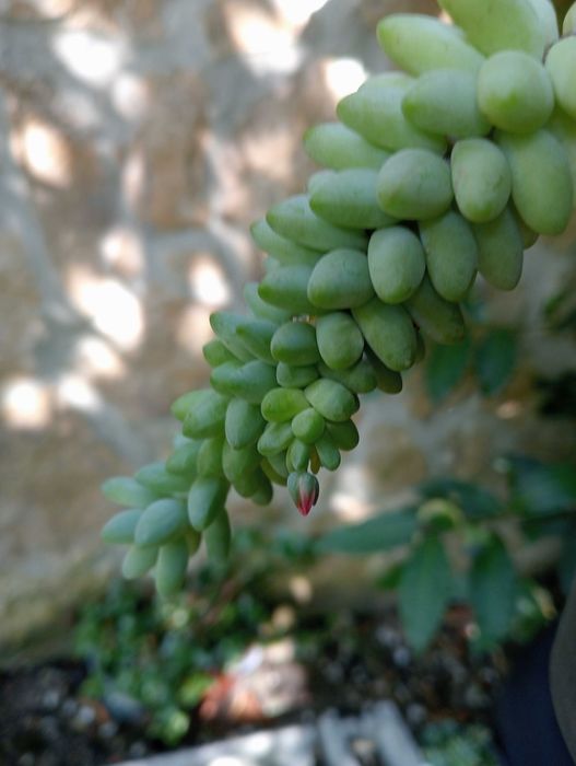 Planta natural, suculenta pendente, Rabo de burro ou Dedo de moça