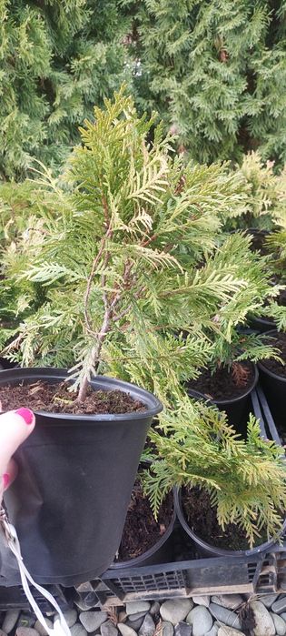 Tuja danica w doniczce