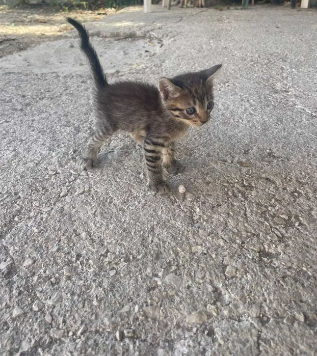 Gatinhos para adoção