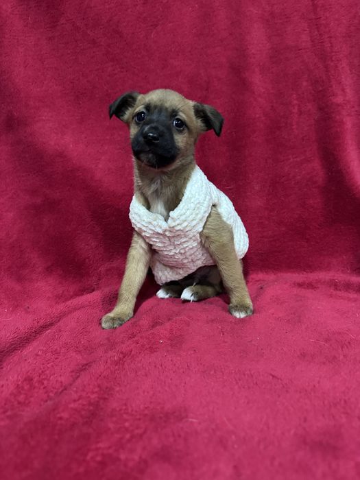 Bebés porte pequeno