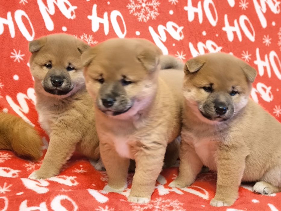 Shiba Inu śliczne pieski i suczki ZKwP/ FCI