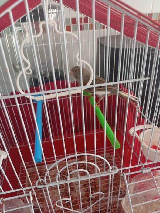 Vendo canária com gaiola