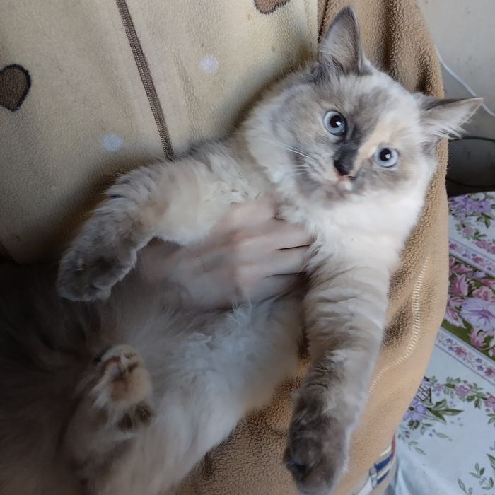 Кошеня невська маскарадна