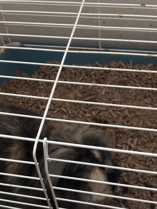 Krolik samiec baranek