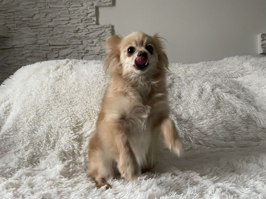 Pomeranianka suczka 4 lata