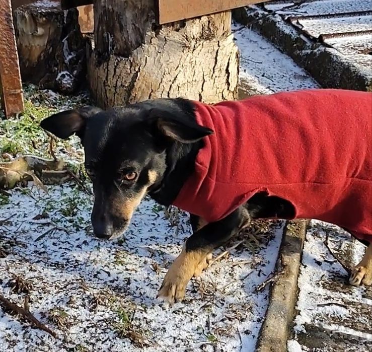 Найдена собака на Космосе примерно осенью.