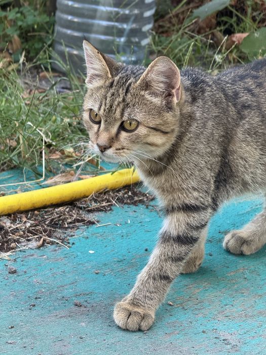 Котик безкоштовно у вашу родину
