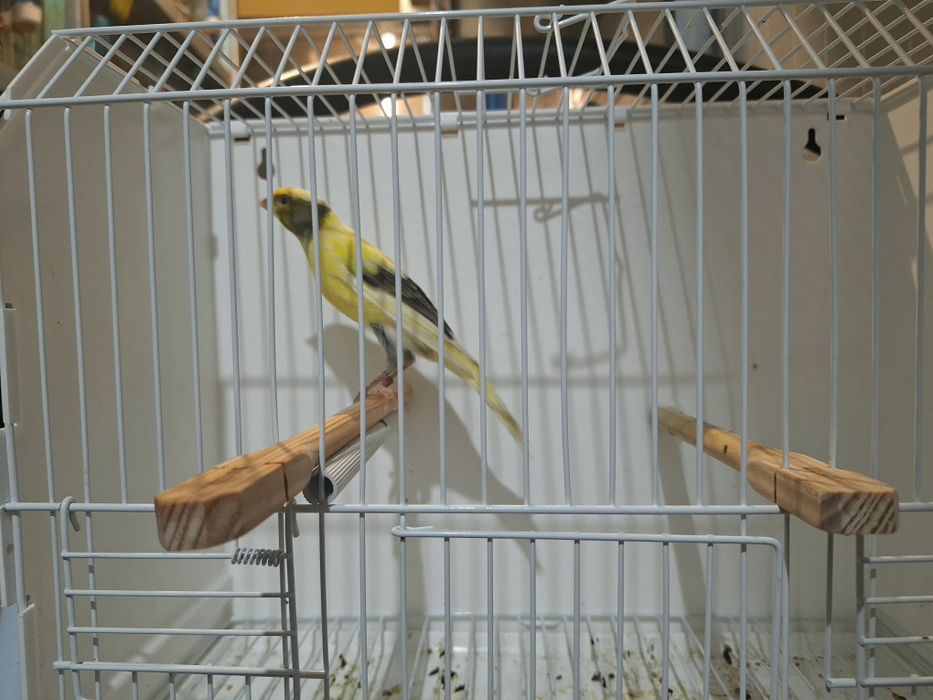 Canario largues espanhol