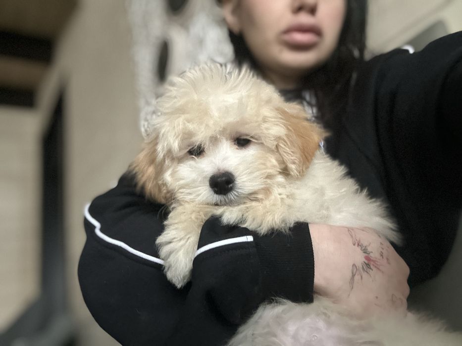 Мальтипу ф1 мини  3 месяца Кремового окраса (слоновая кость)