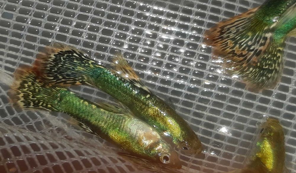 Gupik odmiana ELEPHANT EAR DRAGON - Poecilia - dowóz