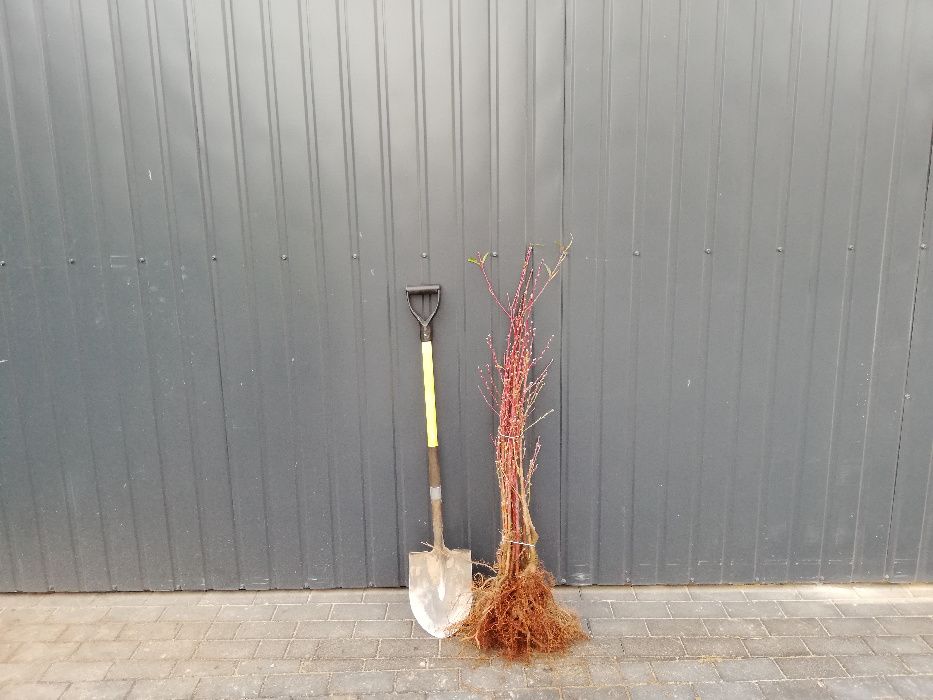 Brzoskwinia kolumnowa, drzewka owocowe, brzoskwinie - Inka, saturn