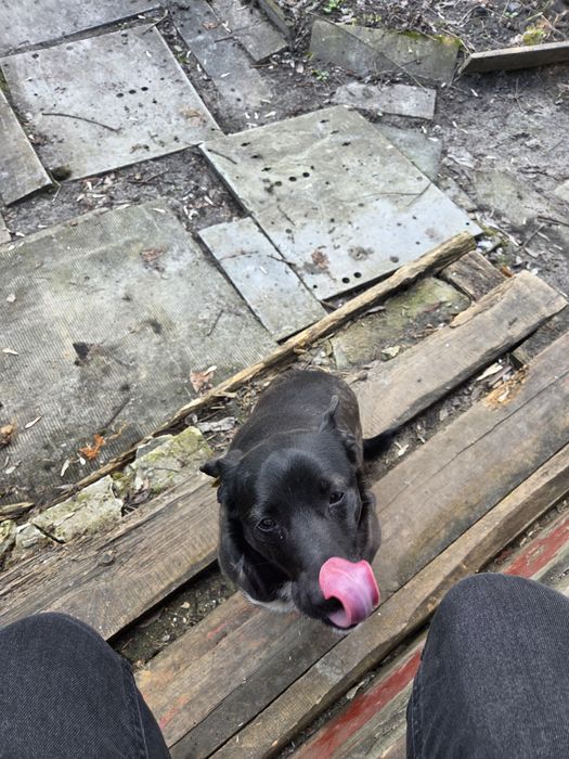 Віддам собаку дівчинку