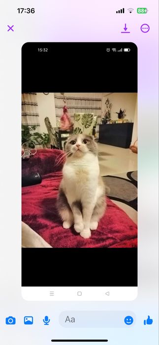 Scottish fold femea