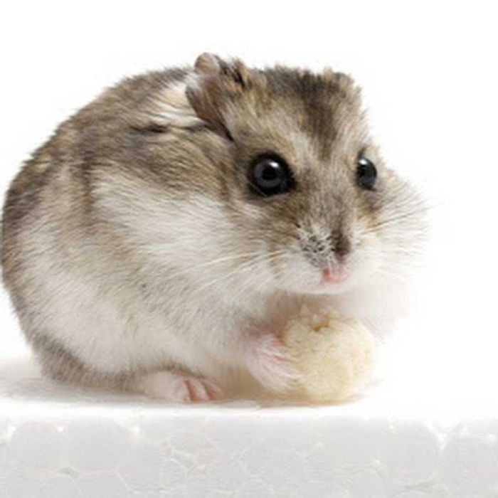 Хомячки, хомячата, хомяки джунгарские, карликовые, джунгарики, хомяк