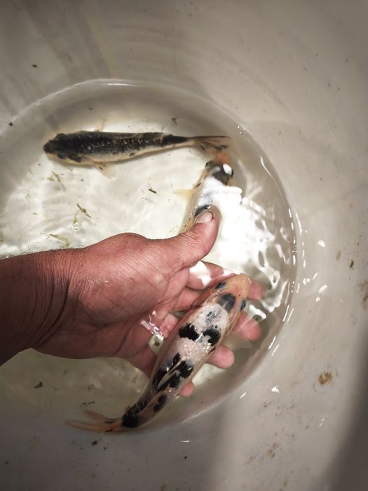 Carpas koi criação propria