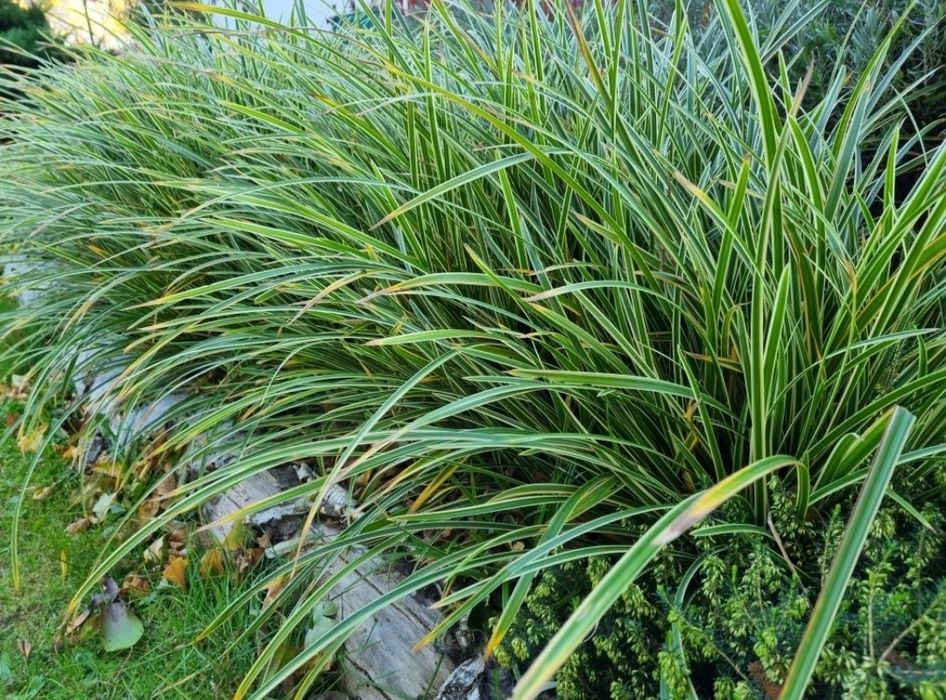 TURZYCA MORROWA ODM. ICE DANCE Carex morrowii Ice Dance Zimozielona