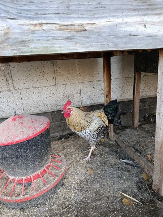 Koguty, kaczki piżmowe