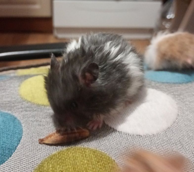 Королівські хом'яки