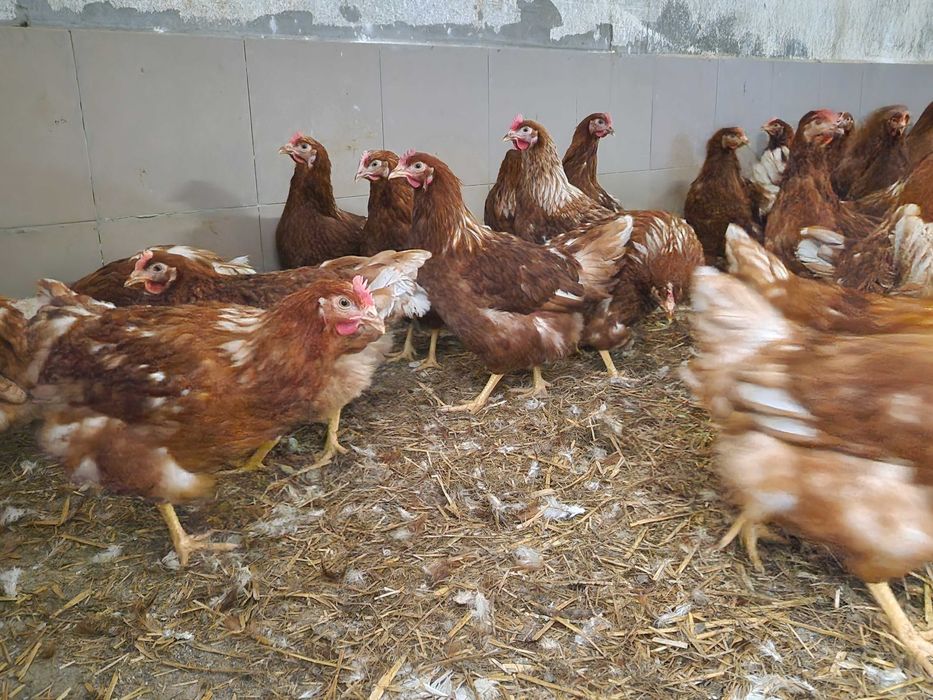 Kurki nioski Tetra brązowa odchowana