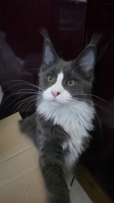 Piękna  kotka z Rodowodem FPL