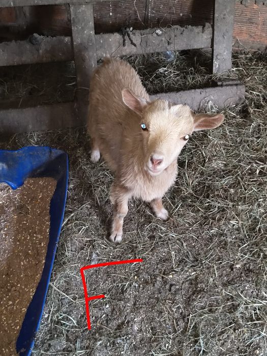 Cabras anãs para mudar de casa.