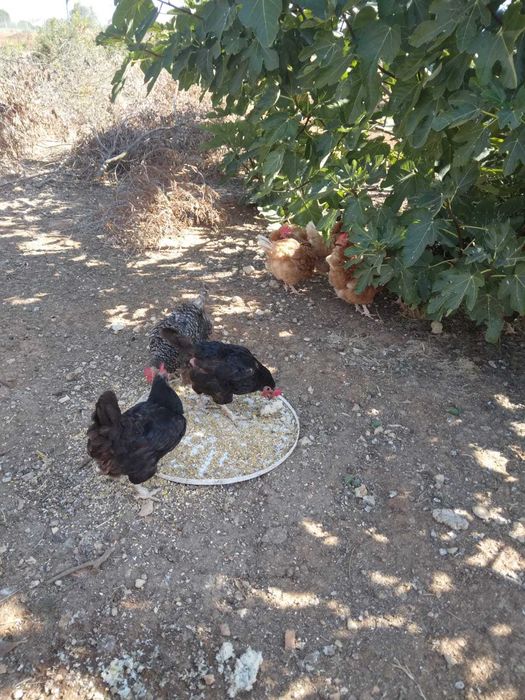 Galinhas para venda